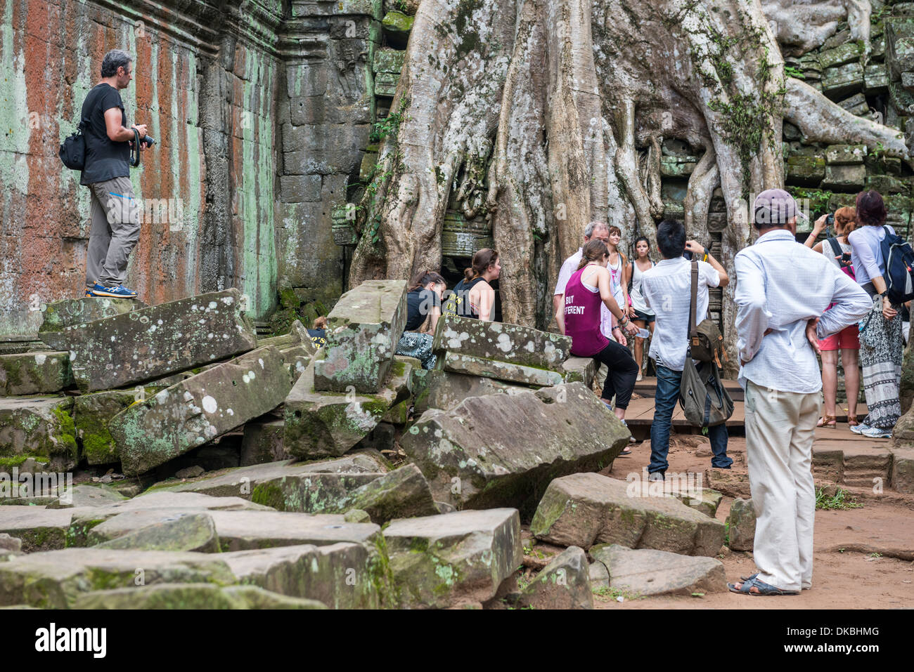 Árbol de Ta Prohm y las ruinas del templo en Siem Reap, Camboya Foto de stock