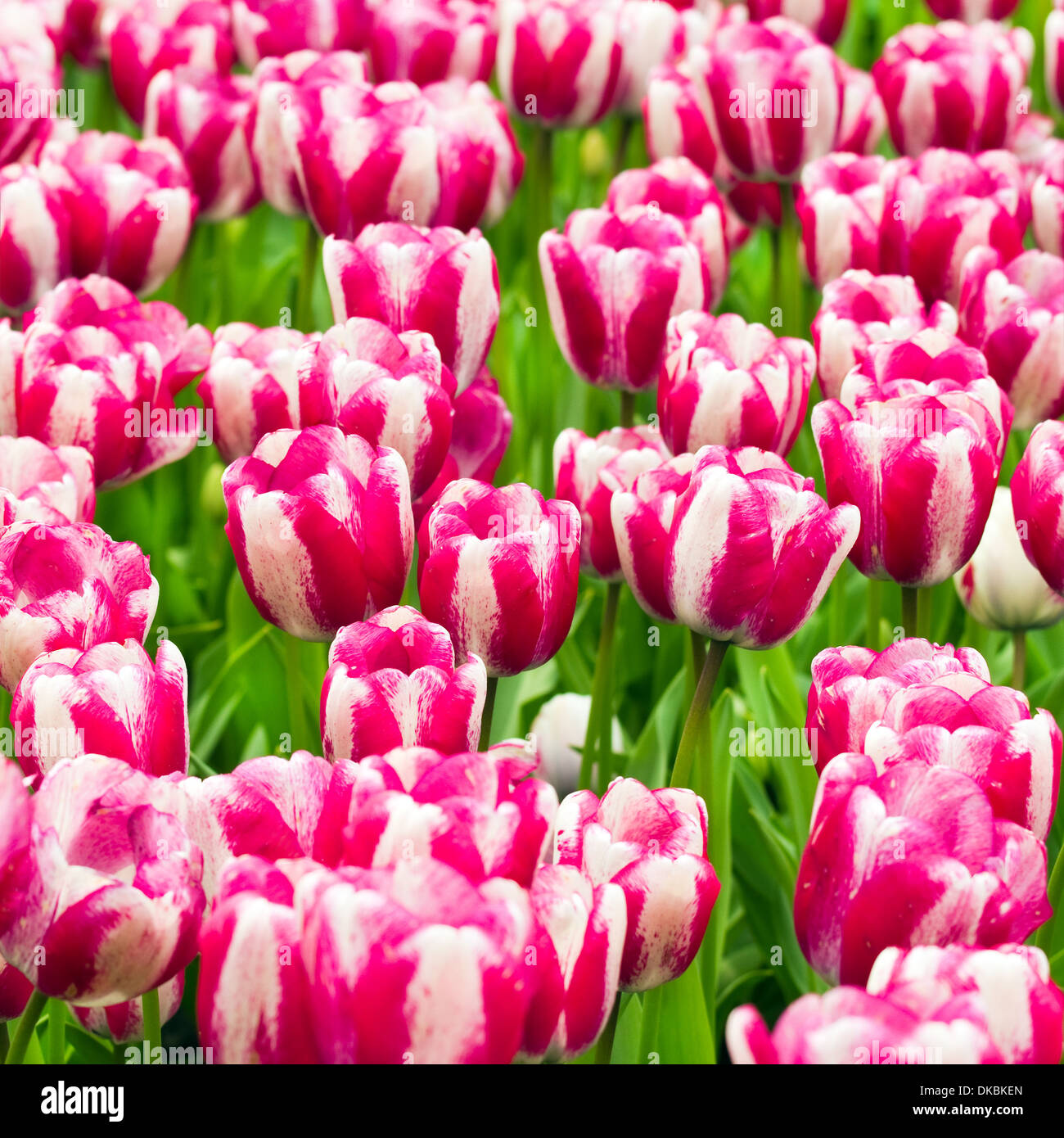 1258128 imágenes de Rayas rosa y blanco  Imágenes fotos y vectores de  stock  Shutterstock