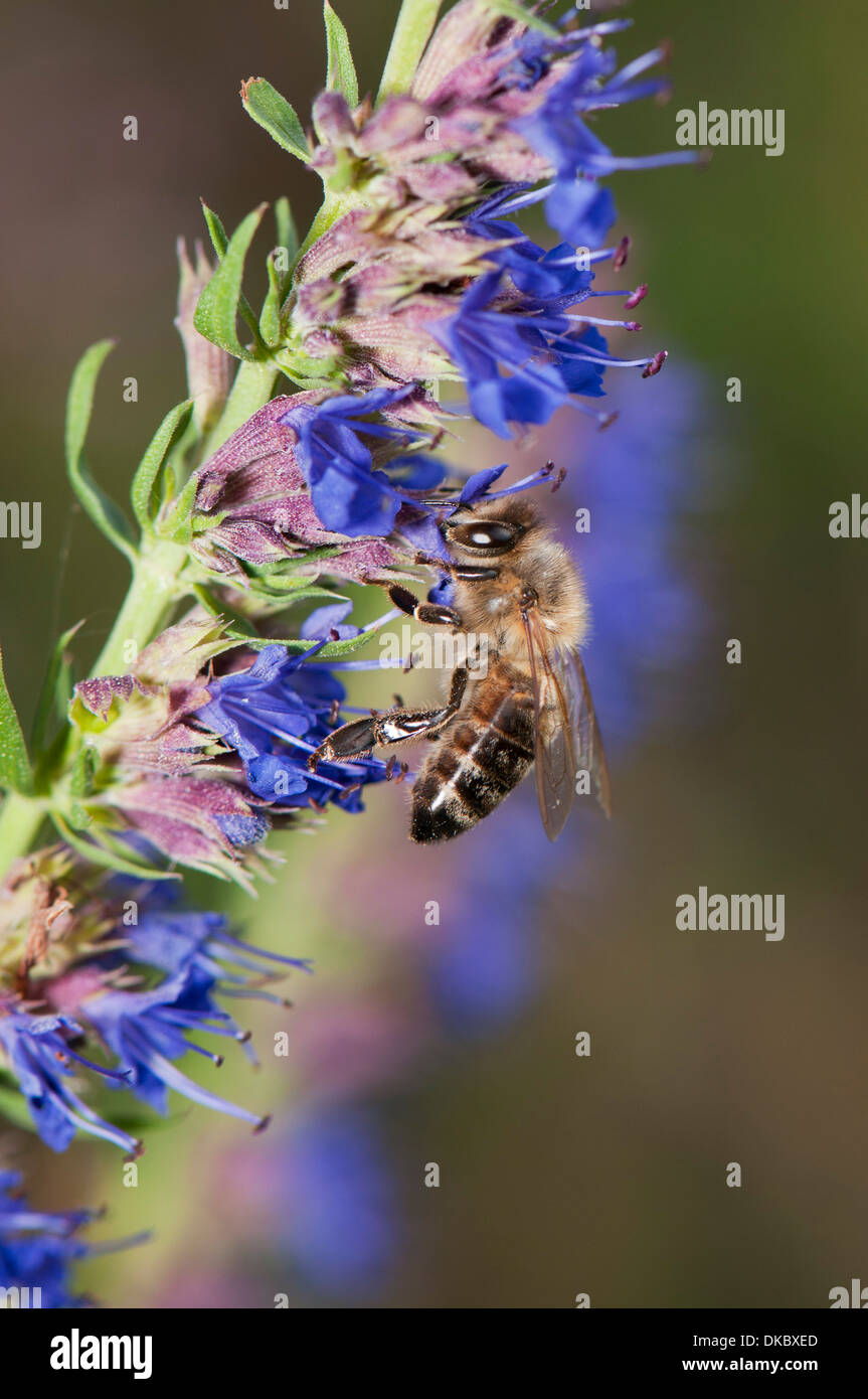 Hisopo Ysop officinalis en flor y miel de abejas Apis mellifera Foto de stock