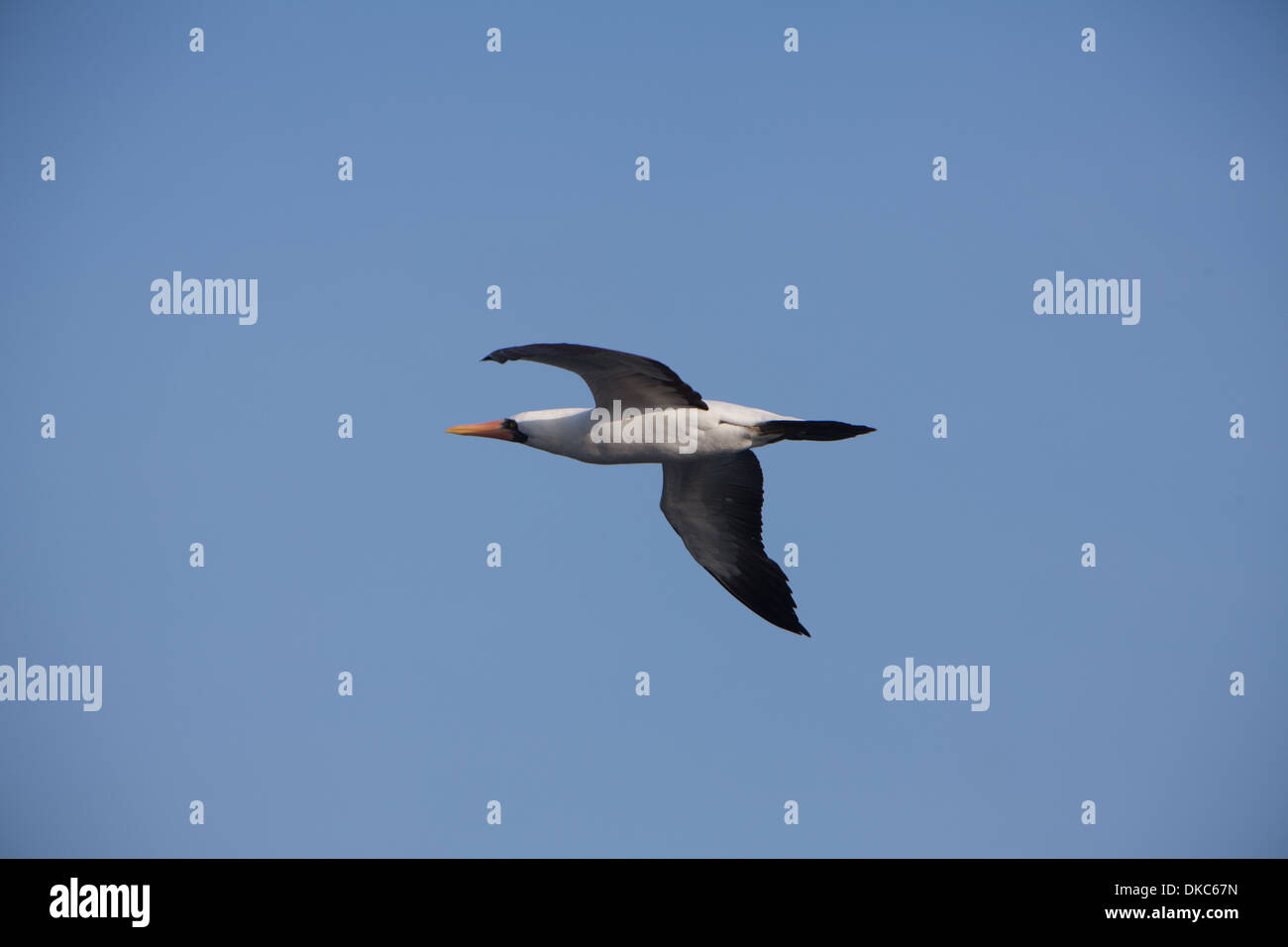 Saludó Albatros Diomedea irrorata fauna animal Foto de stock
