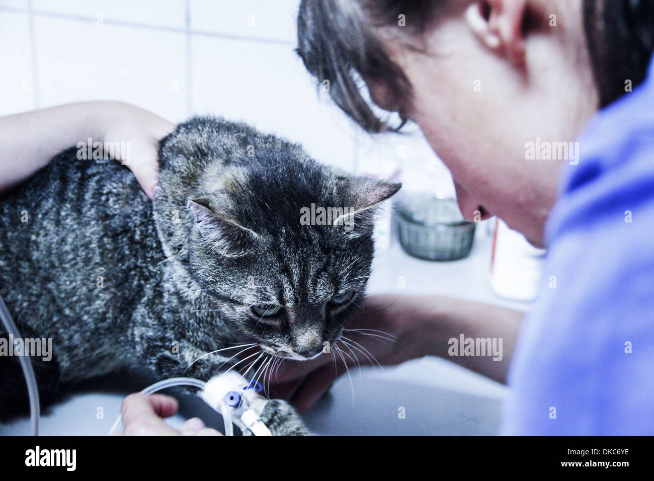 Veterinario que trata a un gato doméstico fotografías e imágenes de alta  resolución - Alamy