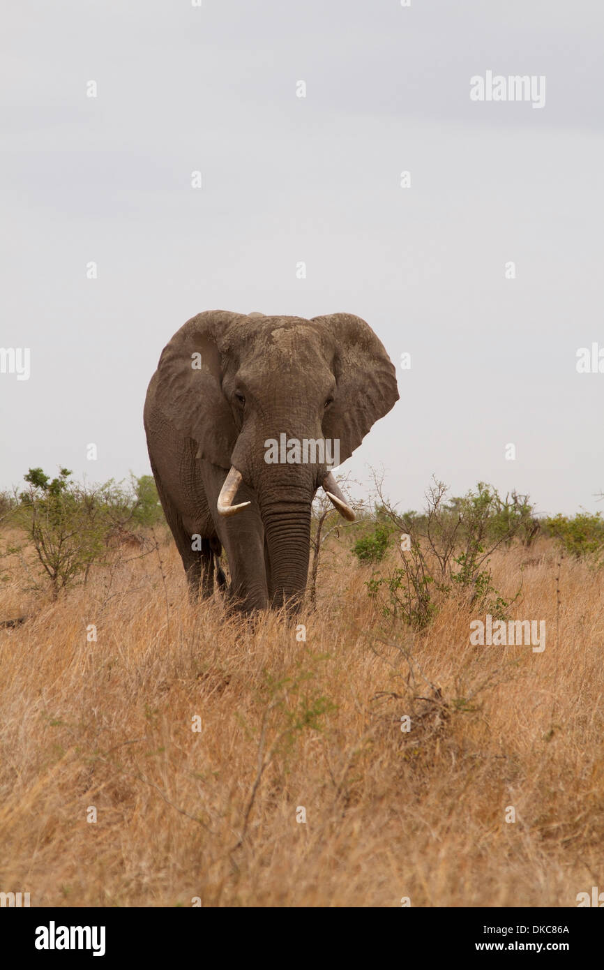 Toro de elefante en la parte inferior de Sabie zona del Parque Nacional Kruger, Sudáfrica Foto de stock