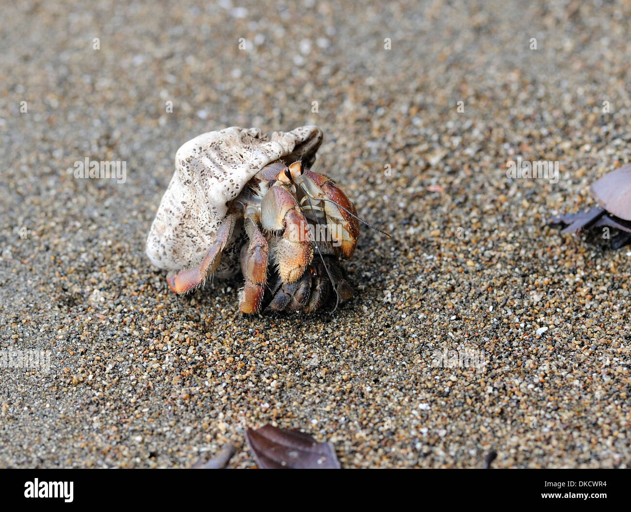 Los cangrejos ermitaños viven en viejas conchas gasterópodos abundan en la playa en la Bahía de dracos. Península de oro. Bahía Drake, Corcovado Foto de stock