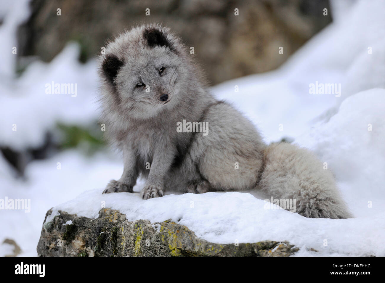 Zorro ártico (Vulpes lagopus) sentados en la nieve, cautiva, Baden-Wurtemberg, Alemania Foto de stock