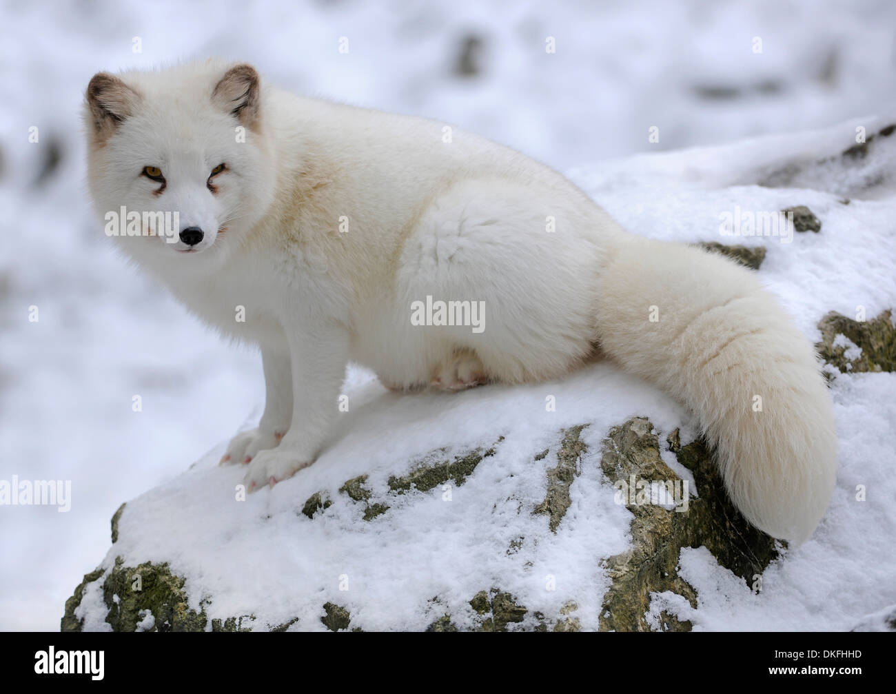 Zorro ártico (Vulpes lagopus) sentados en la nieve, cautiva, Baden-Wurtemberg, Alemania Foto de stock