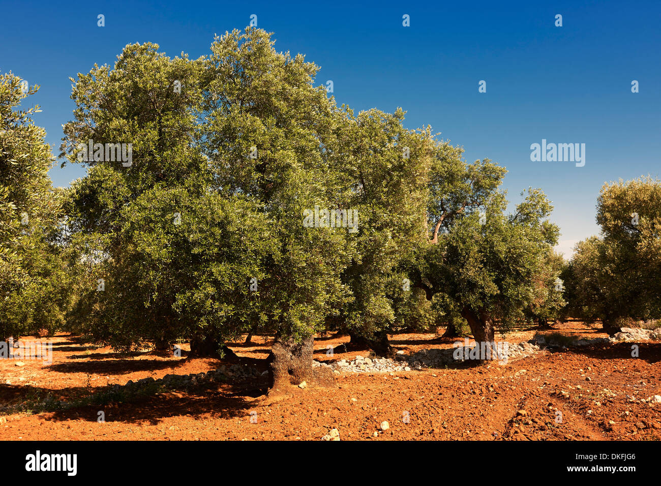 Cerignola antiguos olivos de Ostuni, Puglia, Italia Foto de stock
