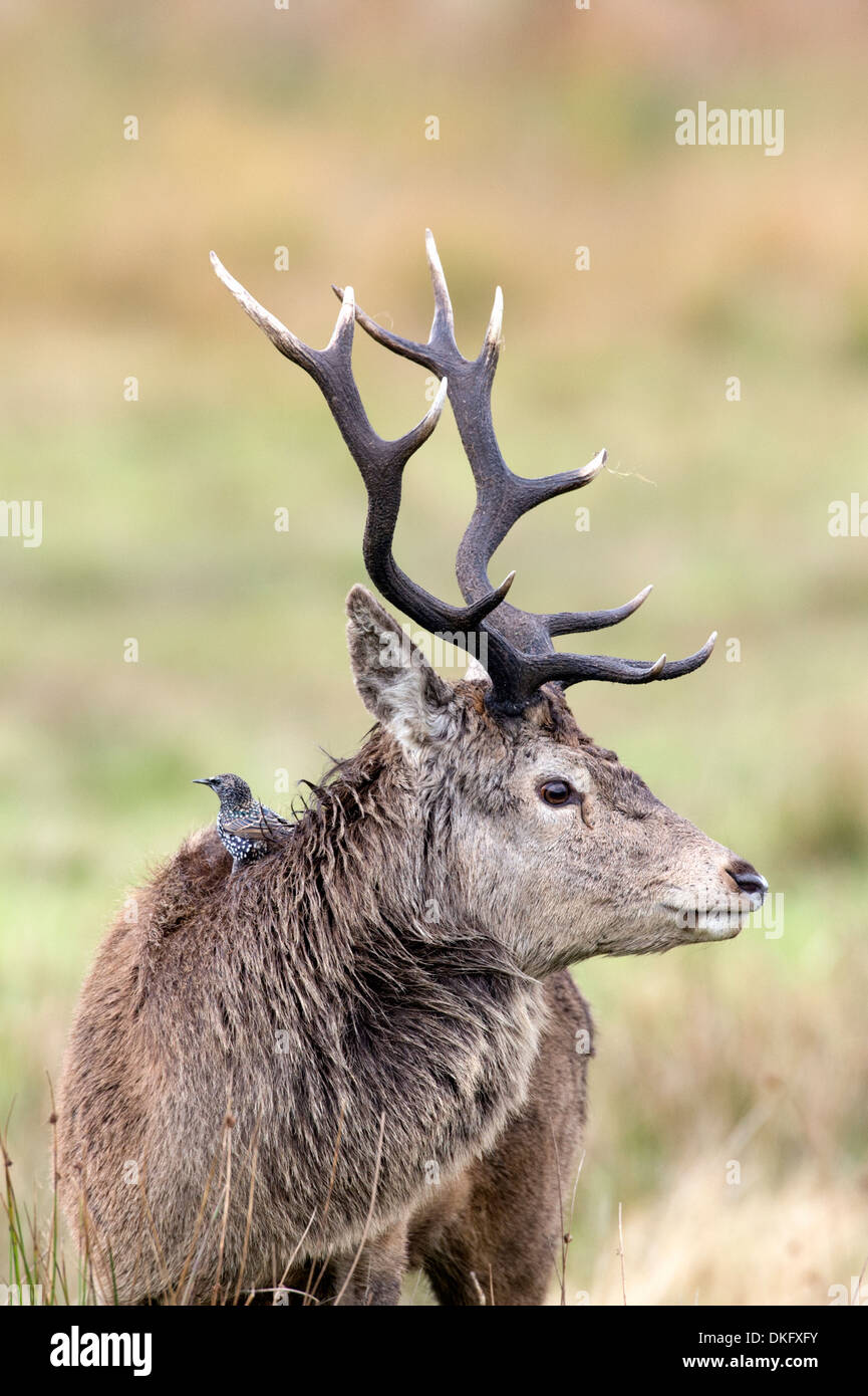 Ciervo rojo (Cervus elaphus), Scotland, Reino Unido Foto de stock