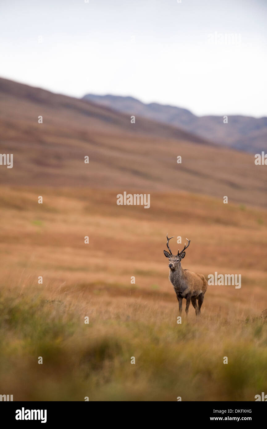 Ciervo rojo (Cervus elaphus), Scotland, Reino Unido Foto de stock