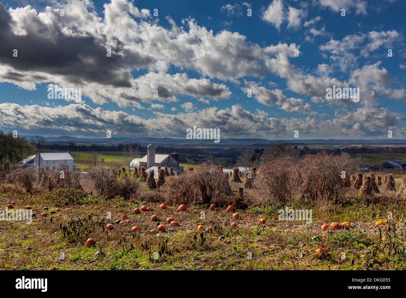 Otoñal, pintoresco valle Mohawk, Estado de Nueva York, con calabazas, Amish montones de heno y las vacas. Foto de stock