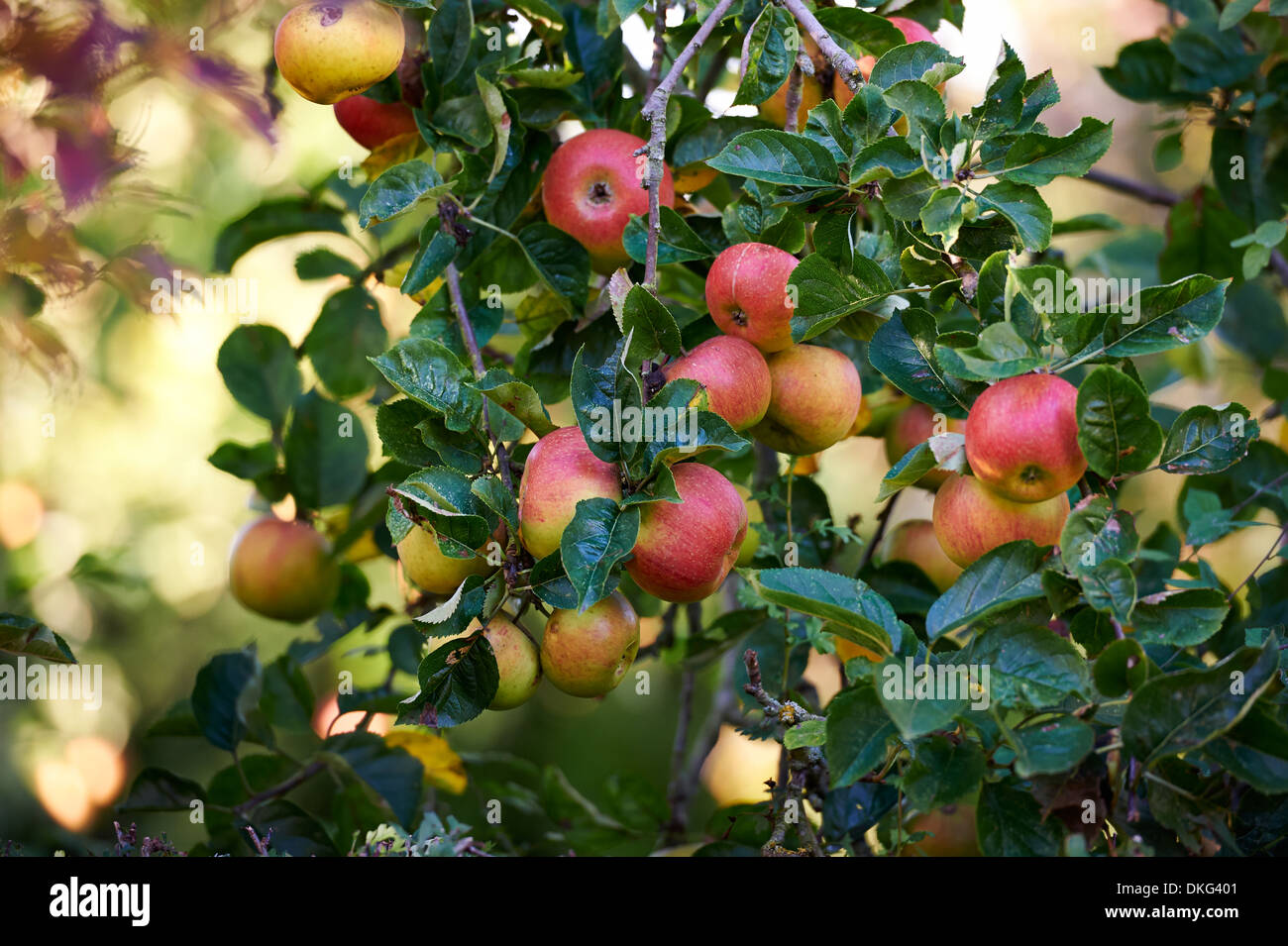Árbol de manzanas con manzanas maduras Foto de stock