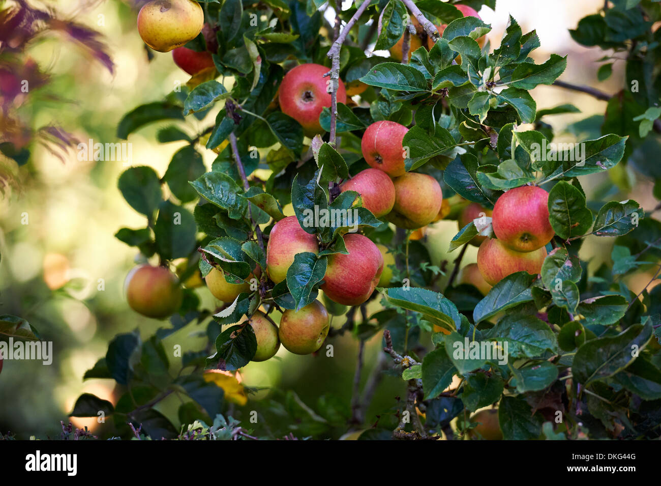 Árbol de manzanas con manzanas maduras Foto de stock