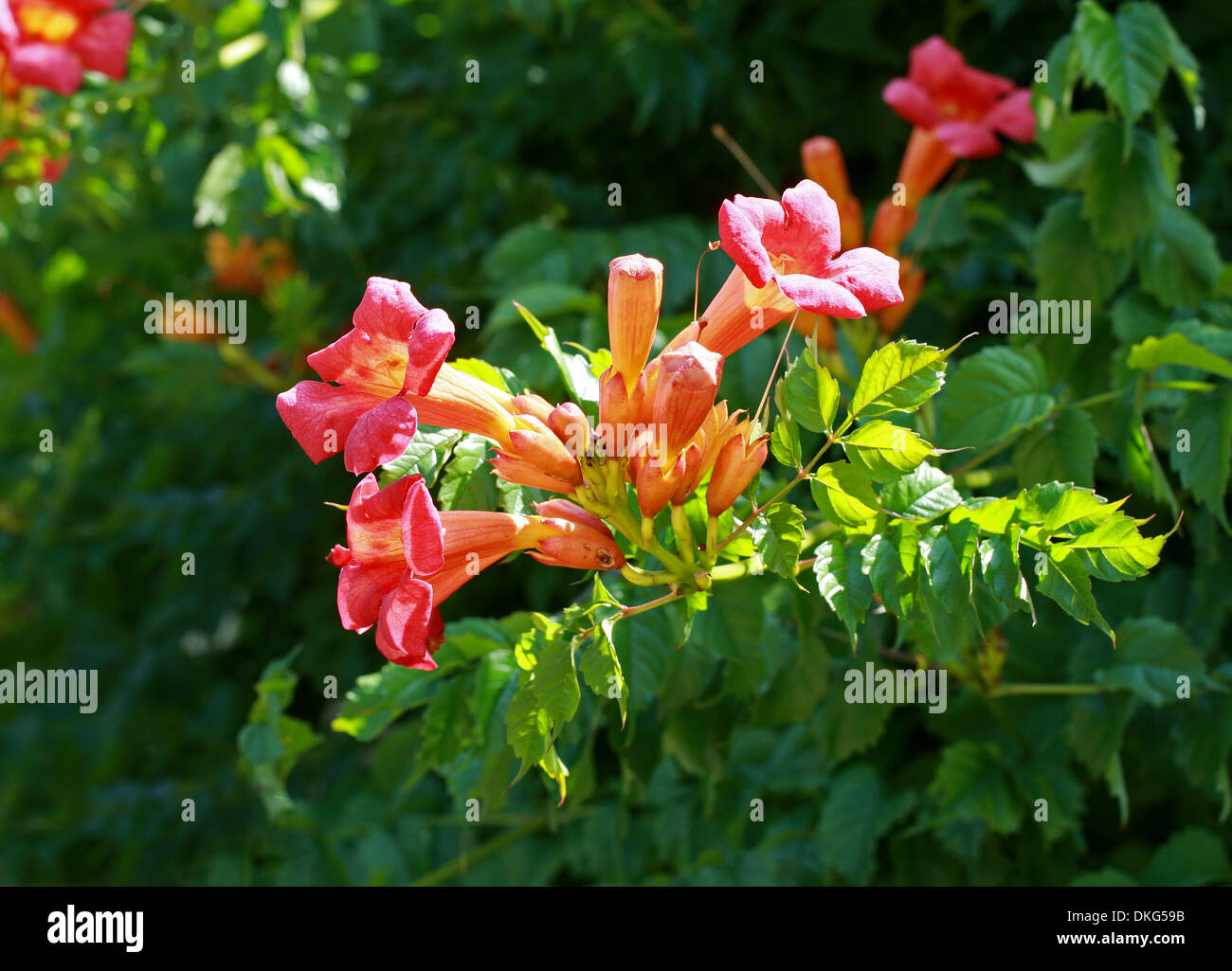 Vid trompeta o trompeta reductor, Campsis radicans, Bignoniaceae. El sureste de EE.UU., en América del Norte. Foto de stock