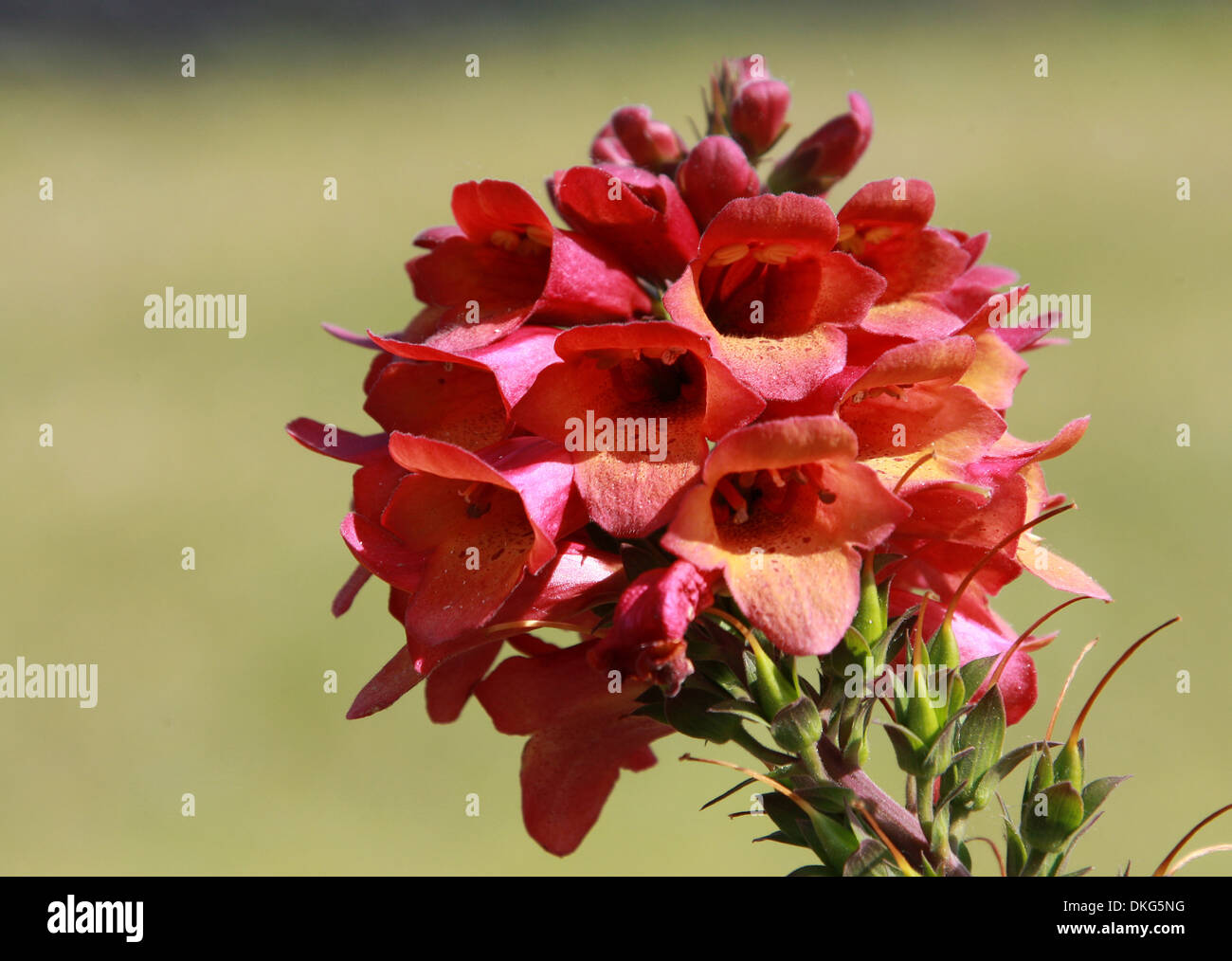 Foxglove Digitalis, 'iluminación' Rosa, Scrophulariaceae. Cultivar. Foto de stock
