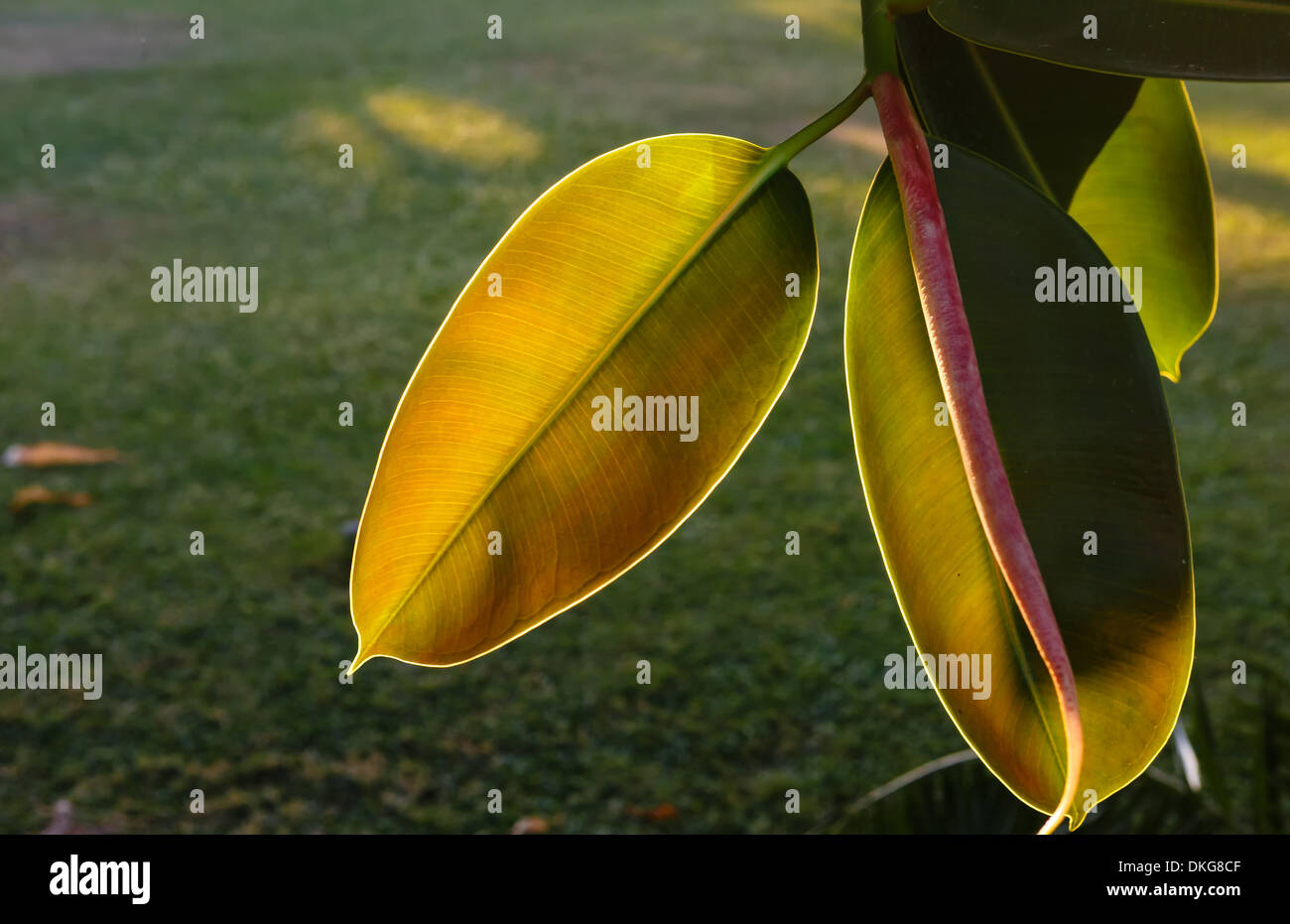 Hojas amarillas de un ficus Fotografía de stock - Alamy