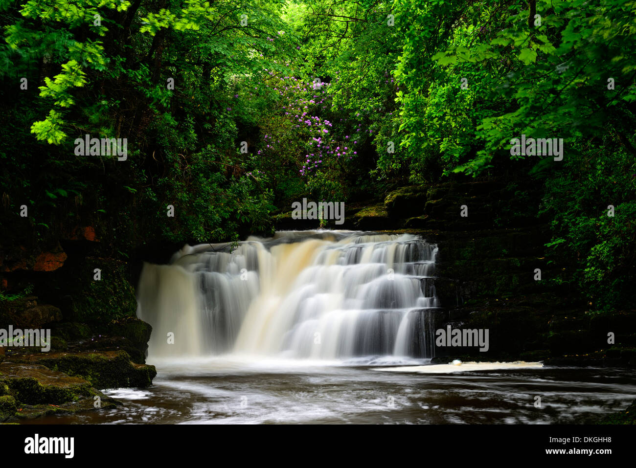 Clare Glens Falls cascada rhododendron floración floración Clare el flujo del río fluyendo Newport County Tipperary Irlanda Foto de stock