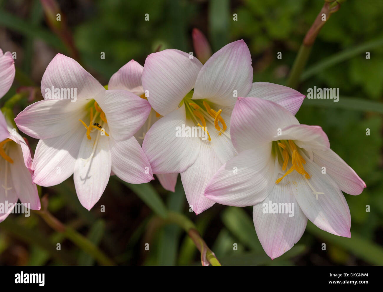 Clúster de delicada rosa y las flores blancas de Habranthus robustus - lluvia de lirios, primavera / verano bulbos de flores Foto de stock