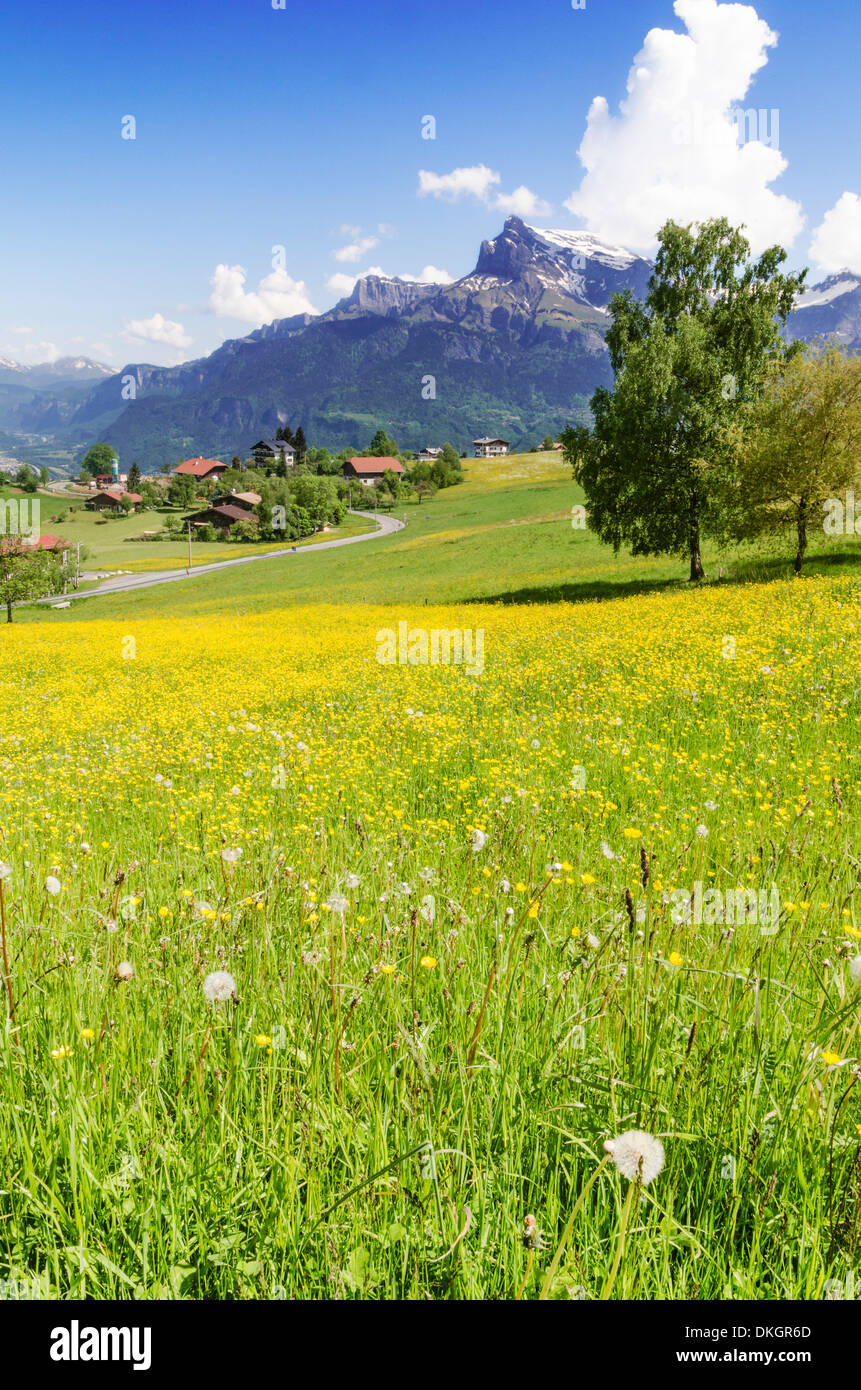 Campo de amarillo buttercup flores ignoradas por los Alpes franceses, cerca de Passy, Combloux, Rhône-Alpes, Francia Foto de stock