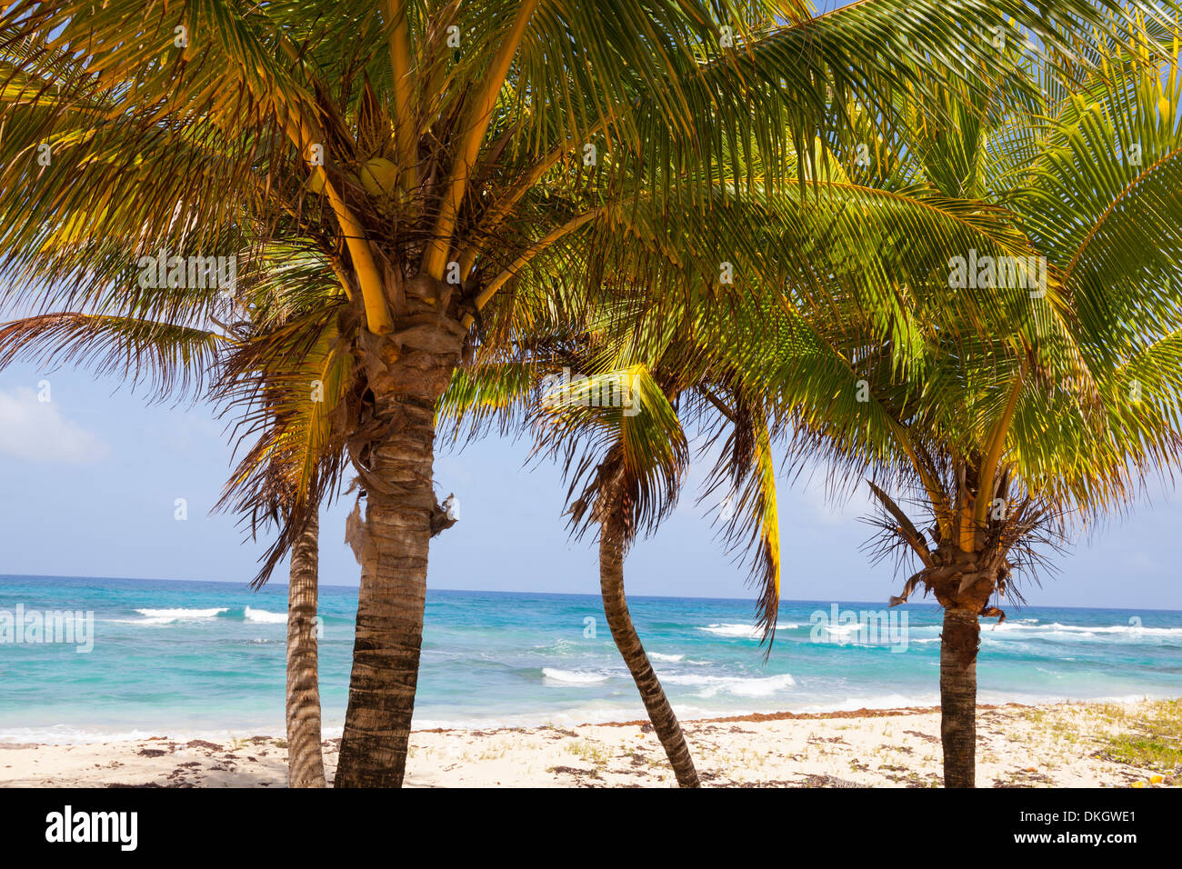 Long Bay, en la costa oriental, parroquia de Portland, Jamaica, Antillas, Caribe, América Central Foto de stock