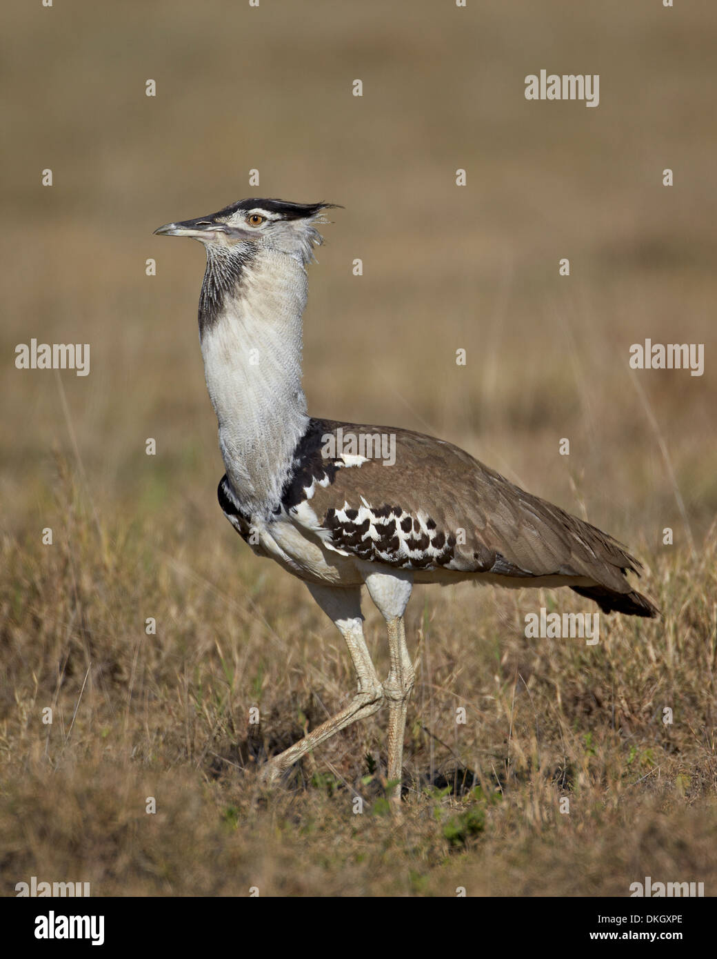 Macho de avutarda Kori (Ardeotis kori) mostrando, el cráter del Ngorongoro, Tanzania, África oriental, África Foto de stock