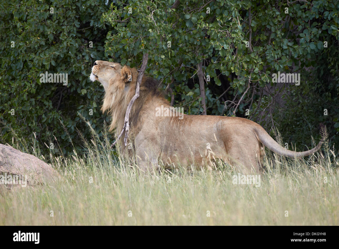 León (Panthera leo) rascarse y marcando el territorio, Parque Nacional del Serengeti, Tanzania, África oriental, África Foto de stock