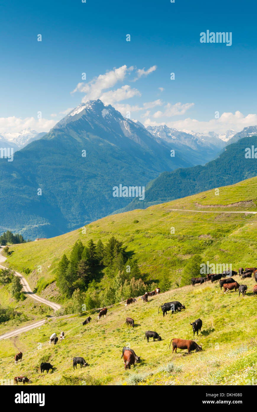 Rebaño de vacas en el Valle de Aosta, Vetan, Valle de Aosta, Alpes Italianos, Italia, Europa Foto de stock