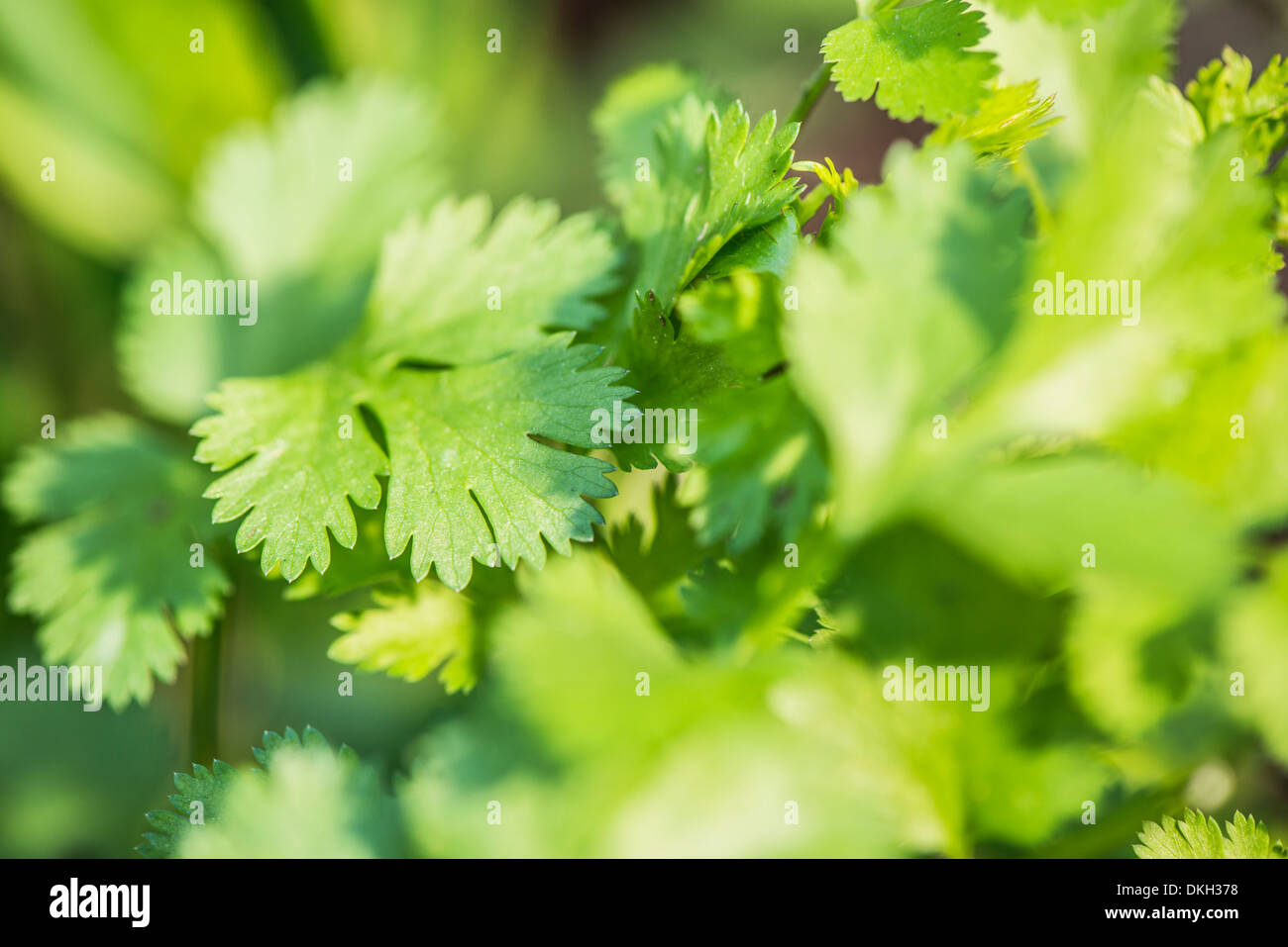 Cilantro (Coriandrum sativum) creciendo en el jardín Foto de stock