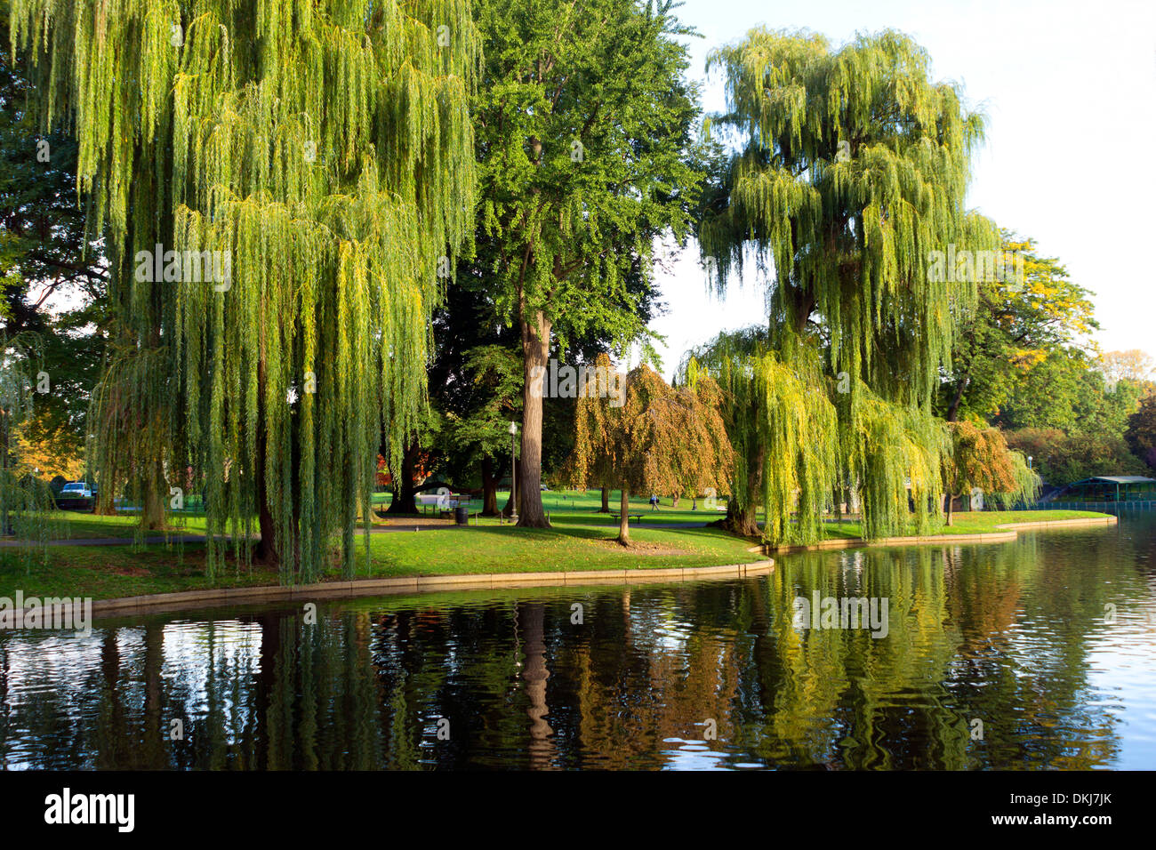 Reflejos de sauces llorones fotografías e imágenes de alta resolución