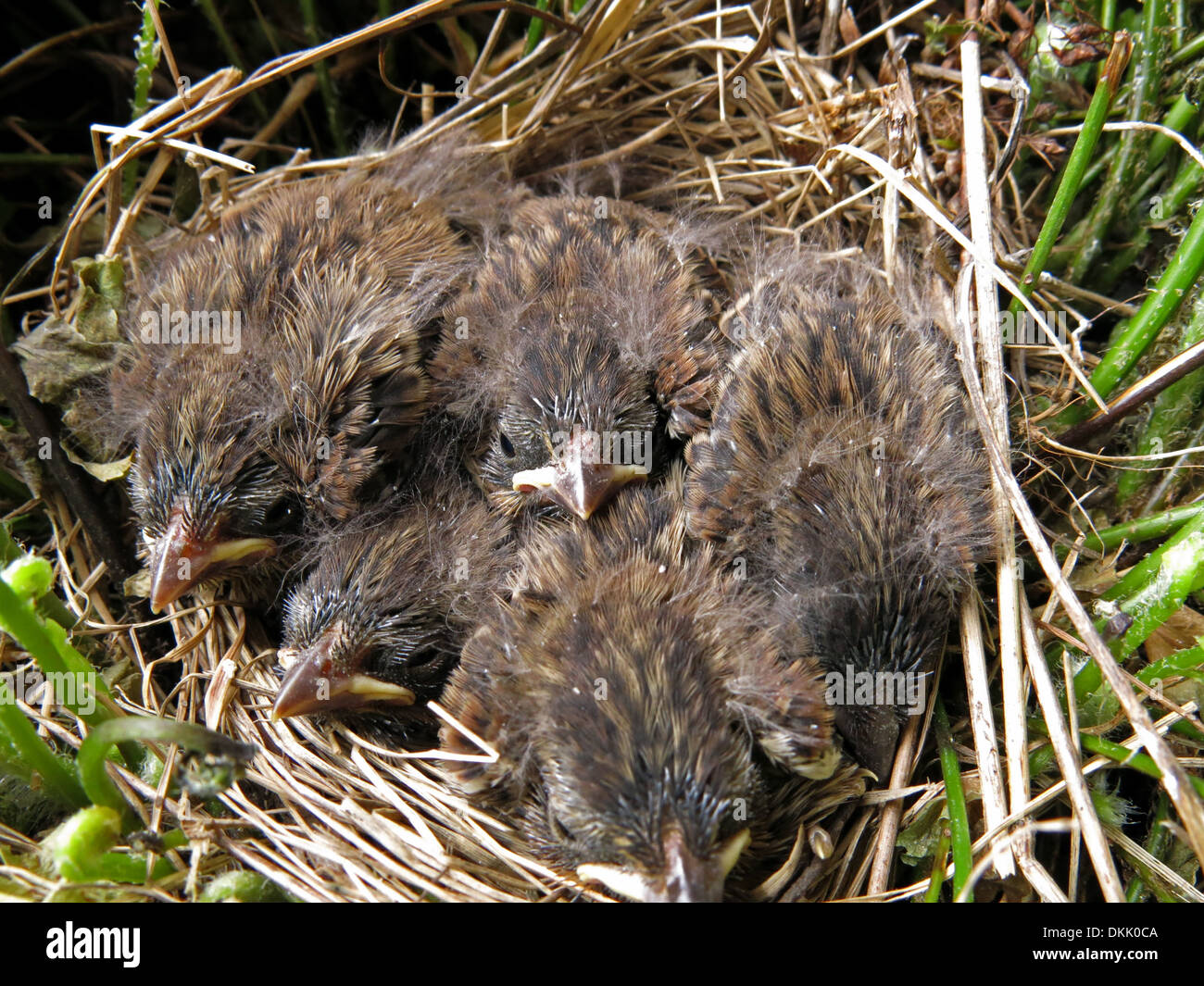 Pajaritos sparrow polluelos nido de huevos pollitos Foto de stock