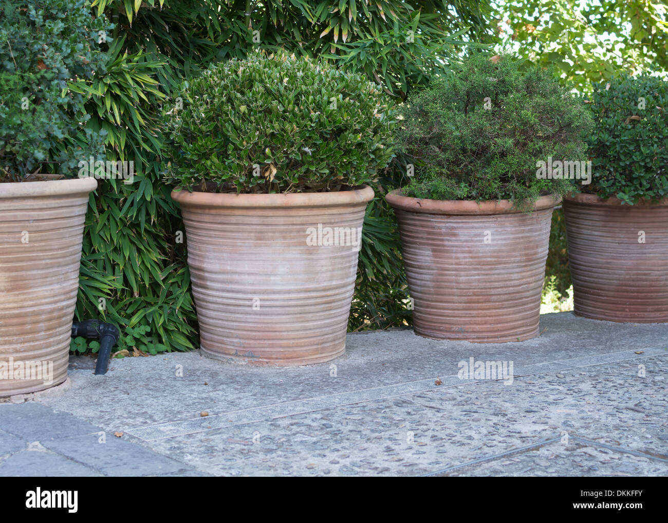 Cuatro grandes macetas de terracota con plantas verdes y redondos.  Mallorca, Islas Baleares, España Fotografía de stock - Alamy
