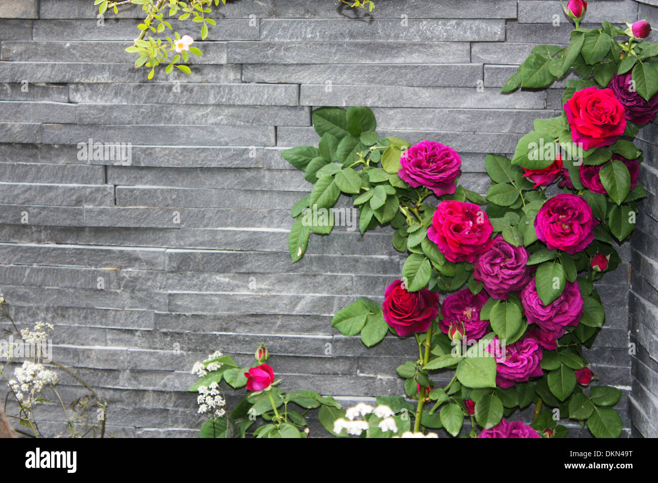 Rosa Rosa contra la pared de piedra de planta Foto de stock