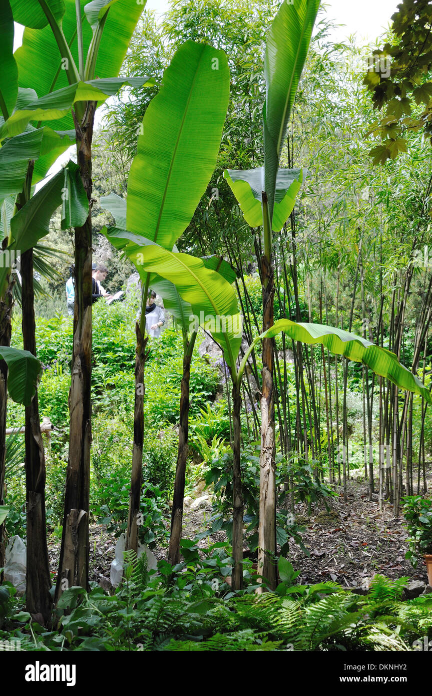 Musa acuminata, o bananas, plantas y bambú en el Jardín Botánico de