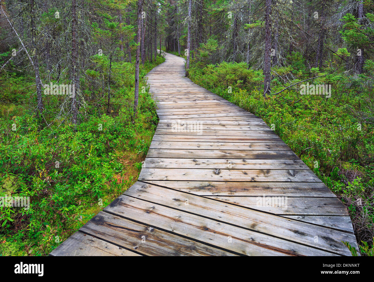 Boardwalk en el Spruce Bog Trail, Algonquin Provincial Park, Ontario, Canadá Foto de stock