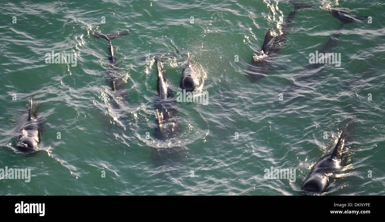 Una manada de Calderones nadar fuera de la costa del Parque Nacional de los Everglades, Florida, 5 de diciembre de 2013. El Servicio de Guardacostas ayudó a la Administración Nacional Oceánica y Atmosférica (NOAA) después se observaron varias ballenas varadas en las costas de Highland Beach, Fla. Foto de stock