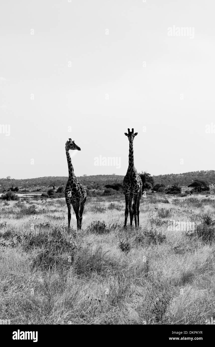 Dos jirafas Masai (Giraffa camelopardalis tippelskirchi) en el Parque nacional Ruaha, región de Iringa, Tanzania, África Central Foto de stock