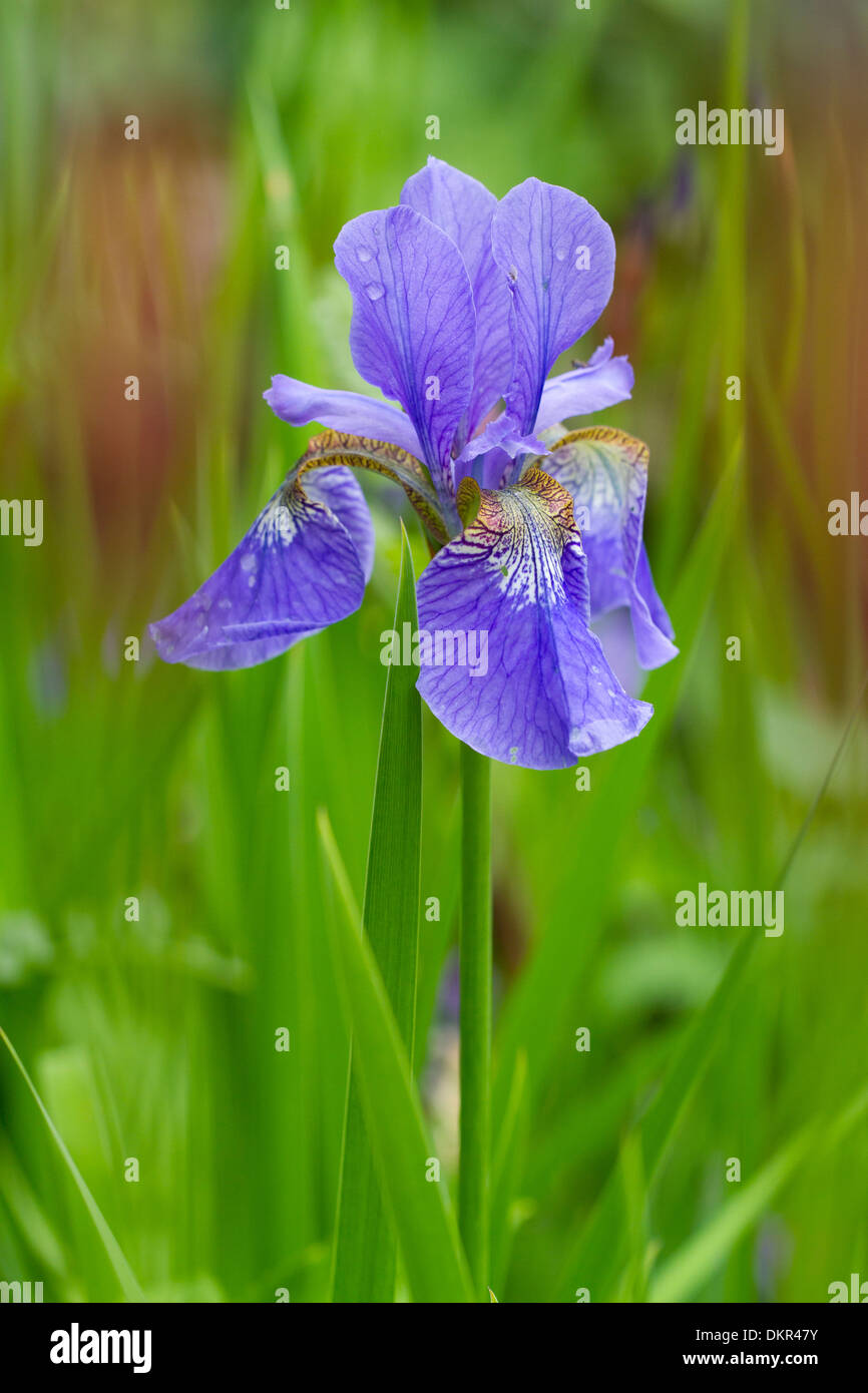 Blueflag Harlequin o Bandera Azul (Iris versicolor) floración en un jardín. Herefordshire, Inglaterra. De mayo. Foto de stock