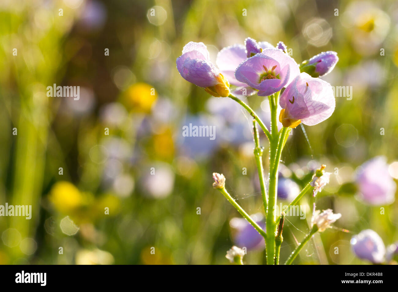 Lady's Smock o Flor de cuco (Cardamine pratensis) floración en una pradera. Powys, Gales. De junio. Foto de stock