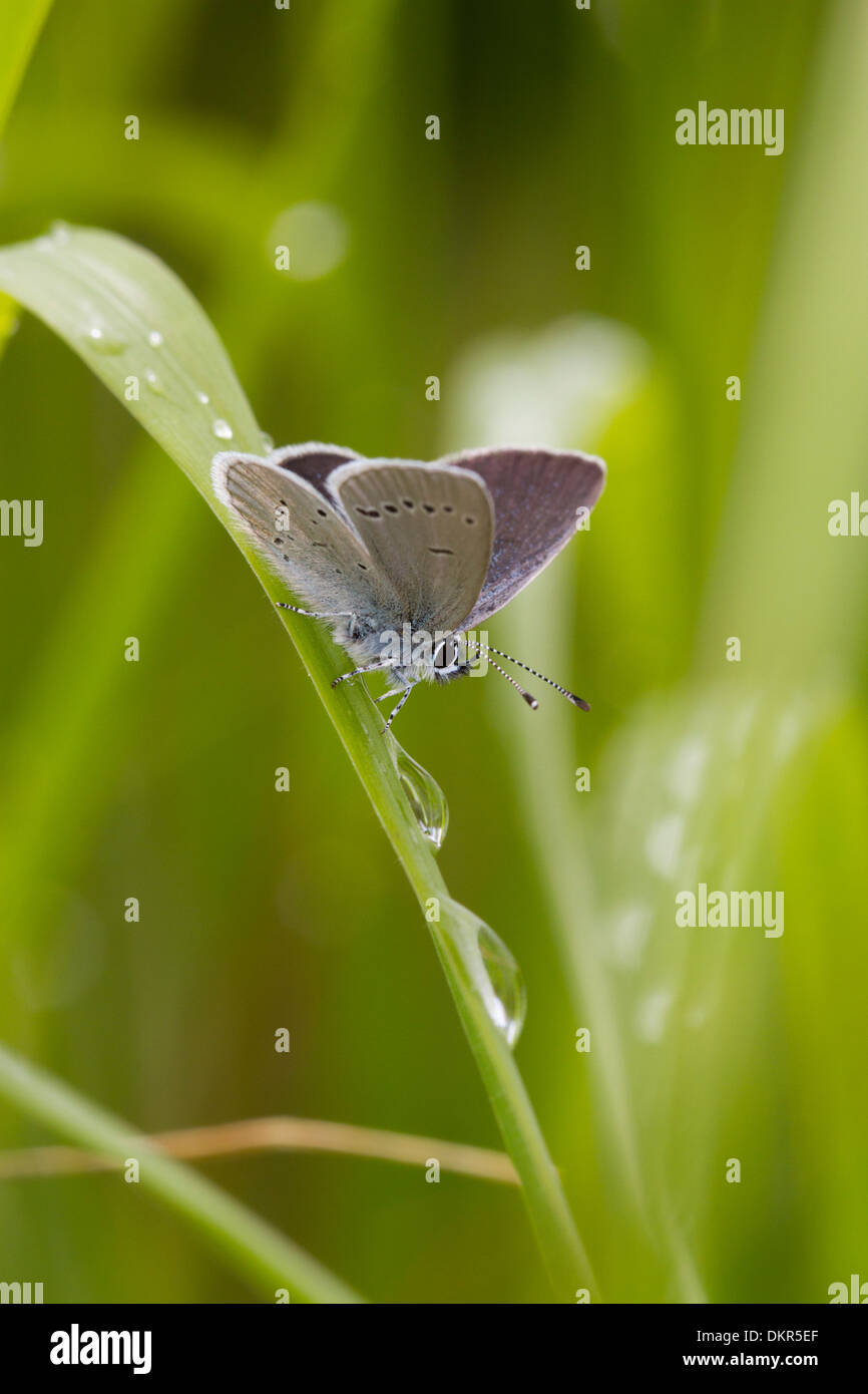 Macho Pequeño mariposa azul (Cupido minimus) encaramado sobre la hierba después de la lluvia. Malling abajo Hampshire, Inglaterra. De junio. Foto de stock