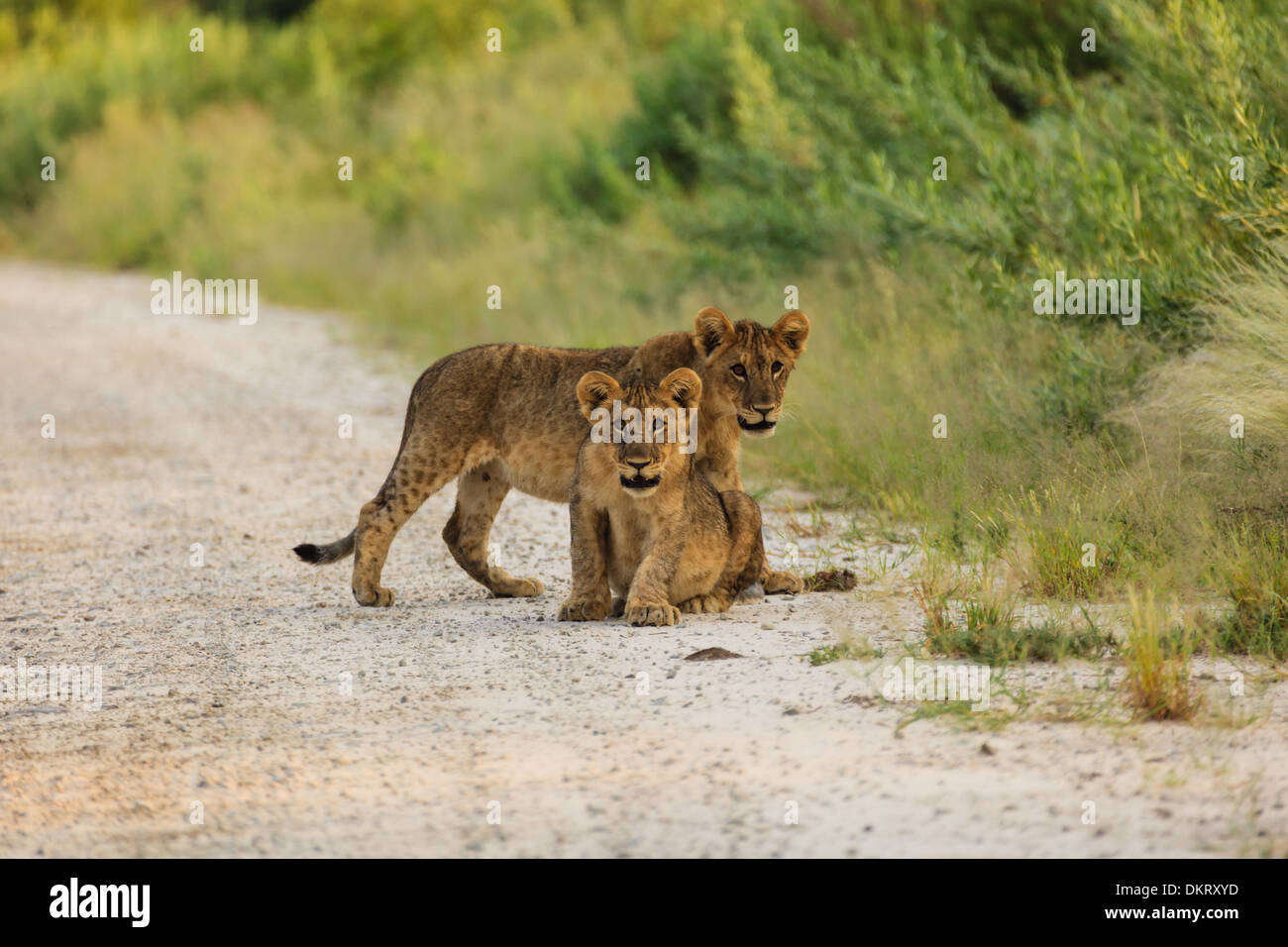 Dos cachorros de león interrumpir su juego para buscar fotógrafo en el parque nacional de Etosha, Namibia Foto de stock