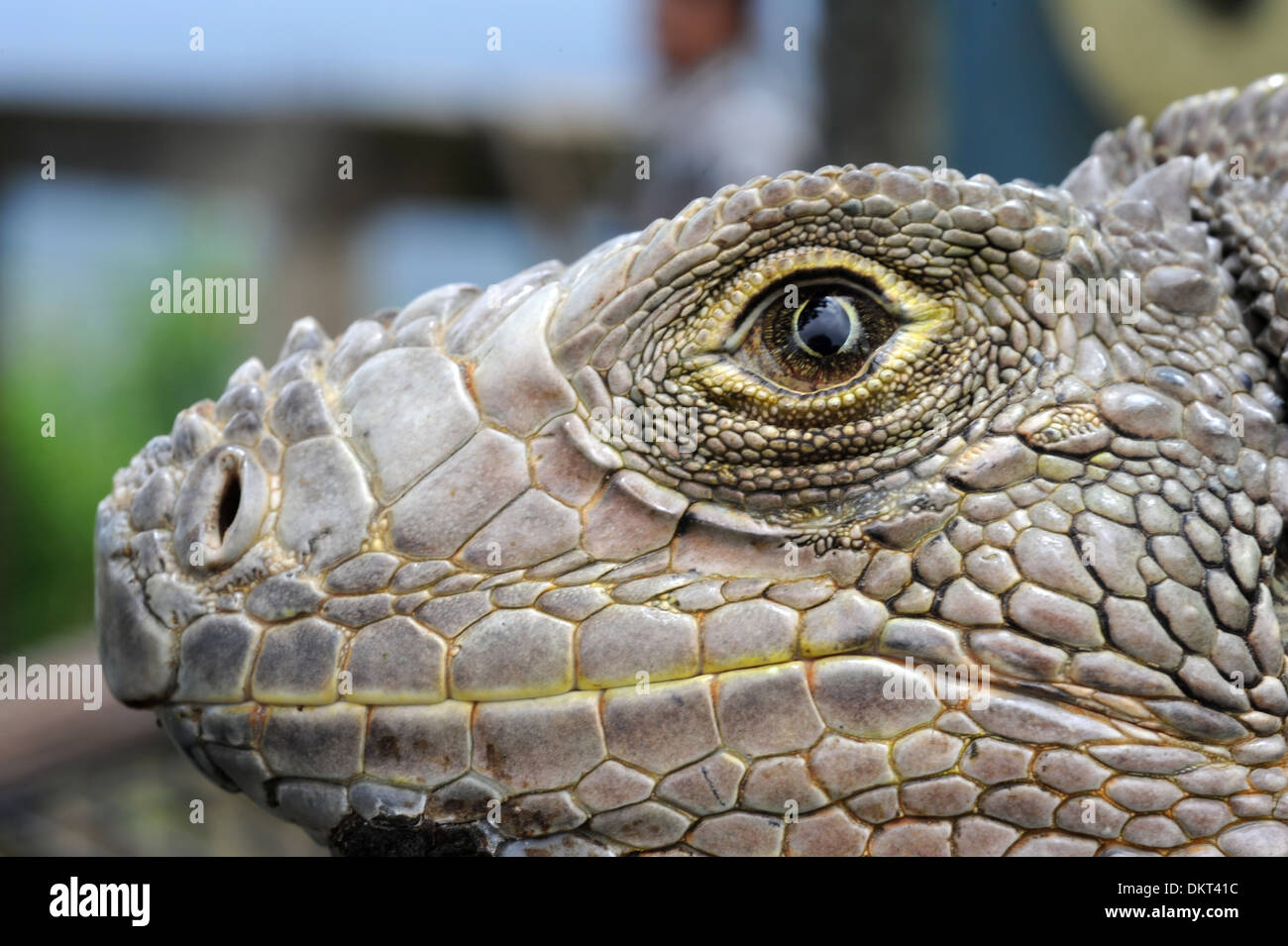 Animal con escamas fotografías e imágenes de alta resolución - Alamy