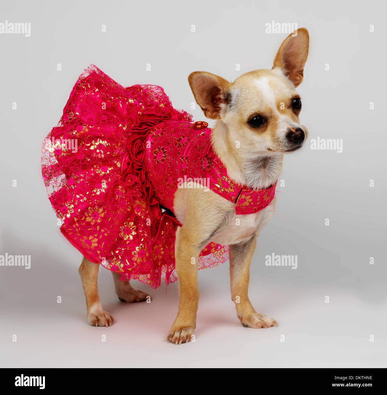 Chihuahua que llevaba un vestido de - Alamy