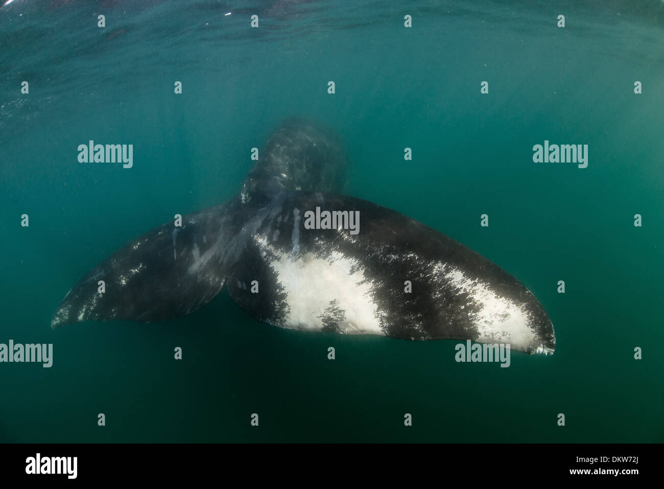 Una ballena franca austral eubalaena australis, descansa en la superficie mostrando su única marca Fluke en península valdez argentina Foto de stock