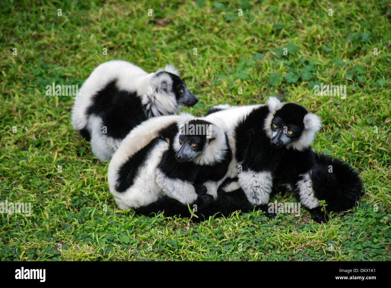 Animal Blanco Y Negro Fotos e Imágenes de stock - Alamy