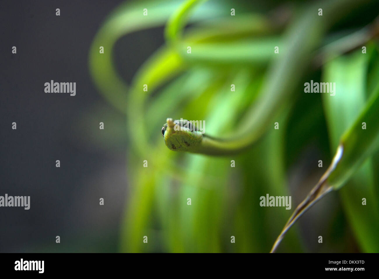 Vine a la serpiente, serpiente, reptil, animal, verde, Colubridae Foto de stock