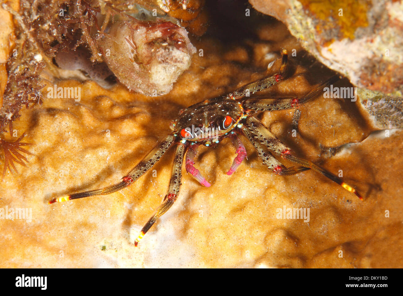 Flat Rock Crab, Percnon guinotae, anteriormente descrito como Percnon planissimum. Tulamben, Bali, Indonesia. Bali Mar, Océano Índico Foto de stock