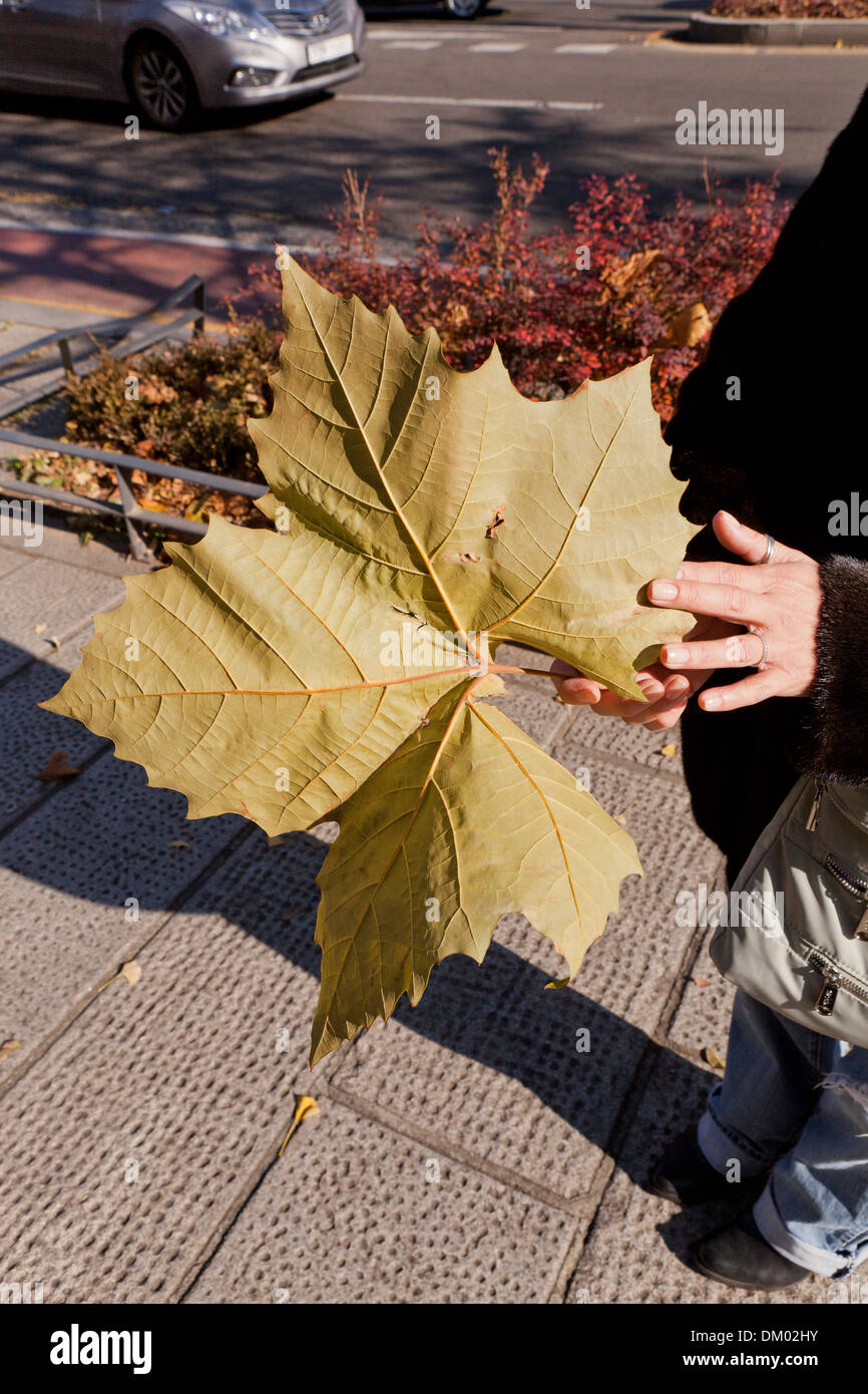 Gran American sycamore (Platanus occidentalis) Hoja: Seúl, Corea del Sur Foto de stock