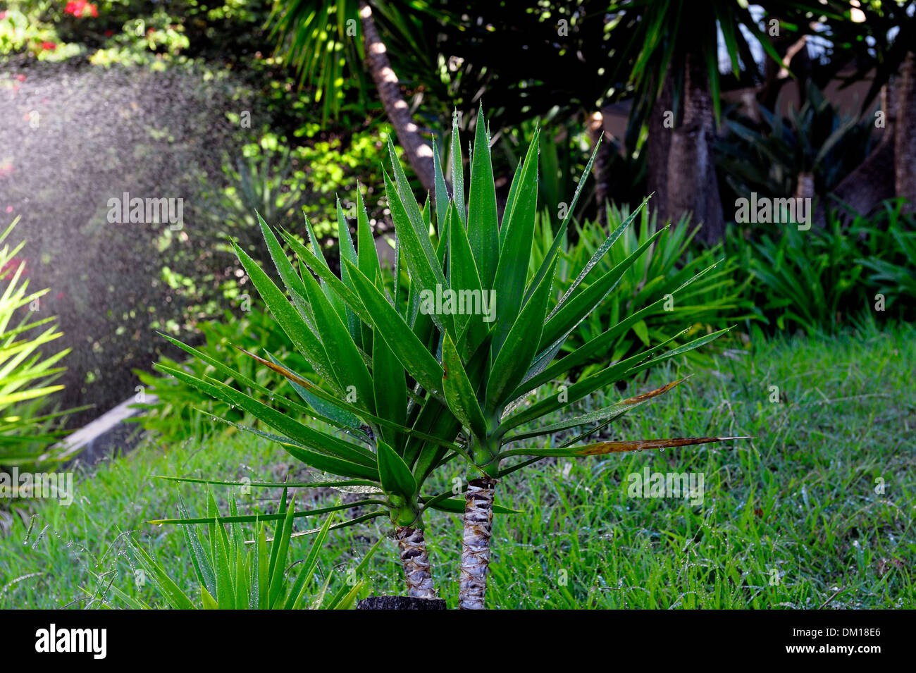 Una pequeña palmera está regado por una manguera de tierra Foto de stock