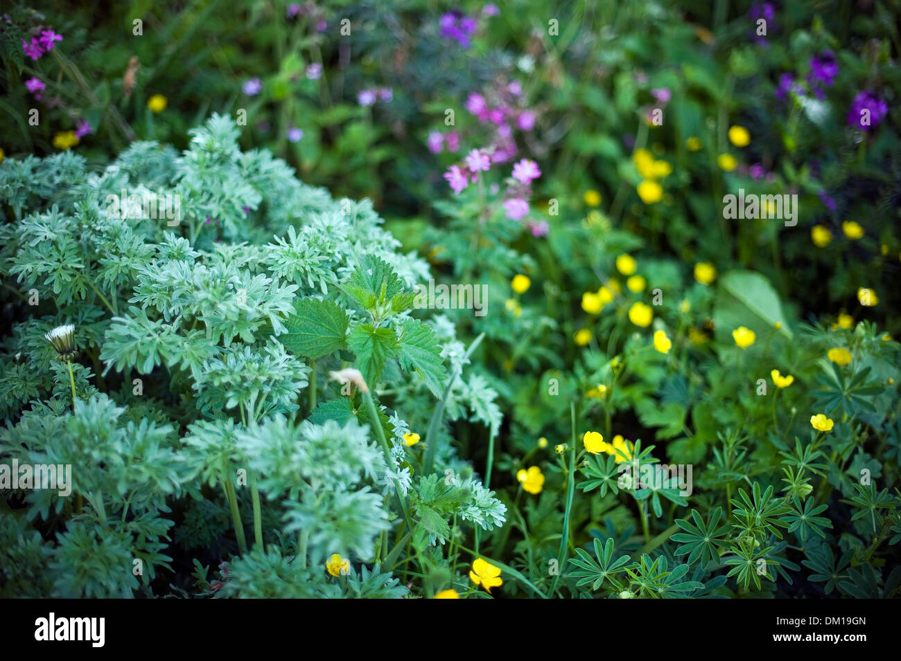 Flores y plantas silvestres que crecen en un jardín de Gales. Foto de stock