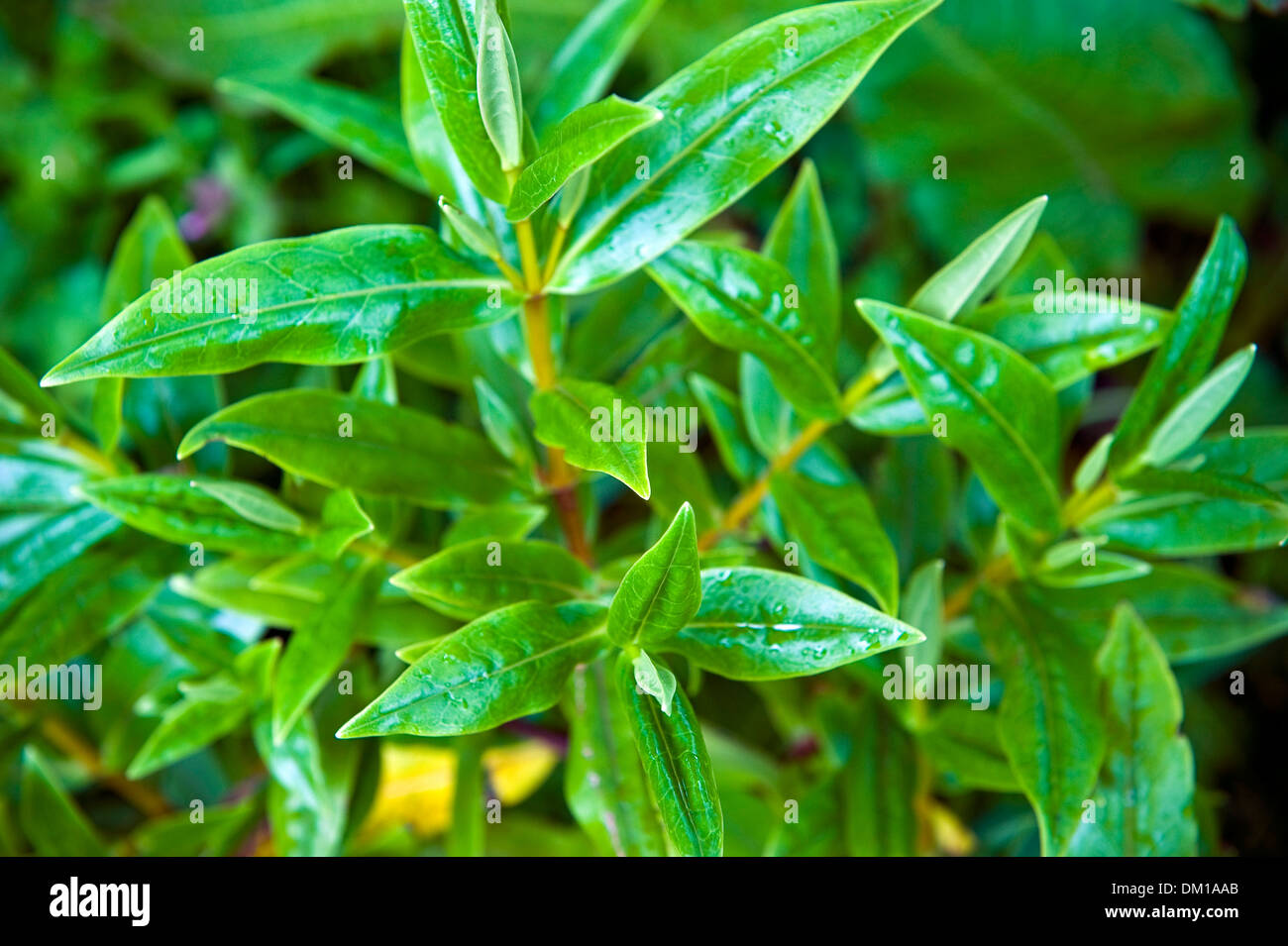 Flores y plantas silvestres que crecen en un jardín de Gales. Foto de stock