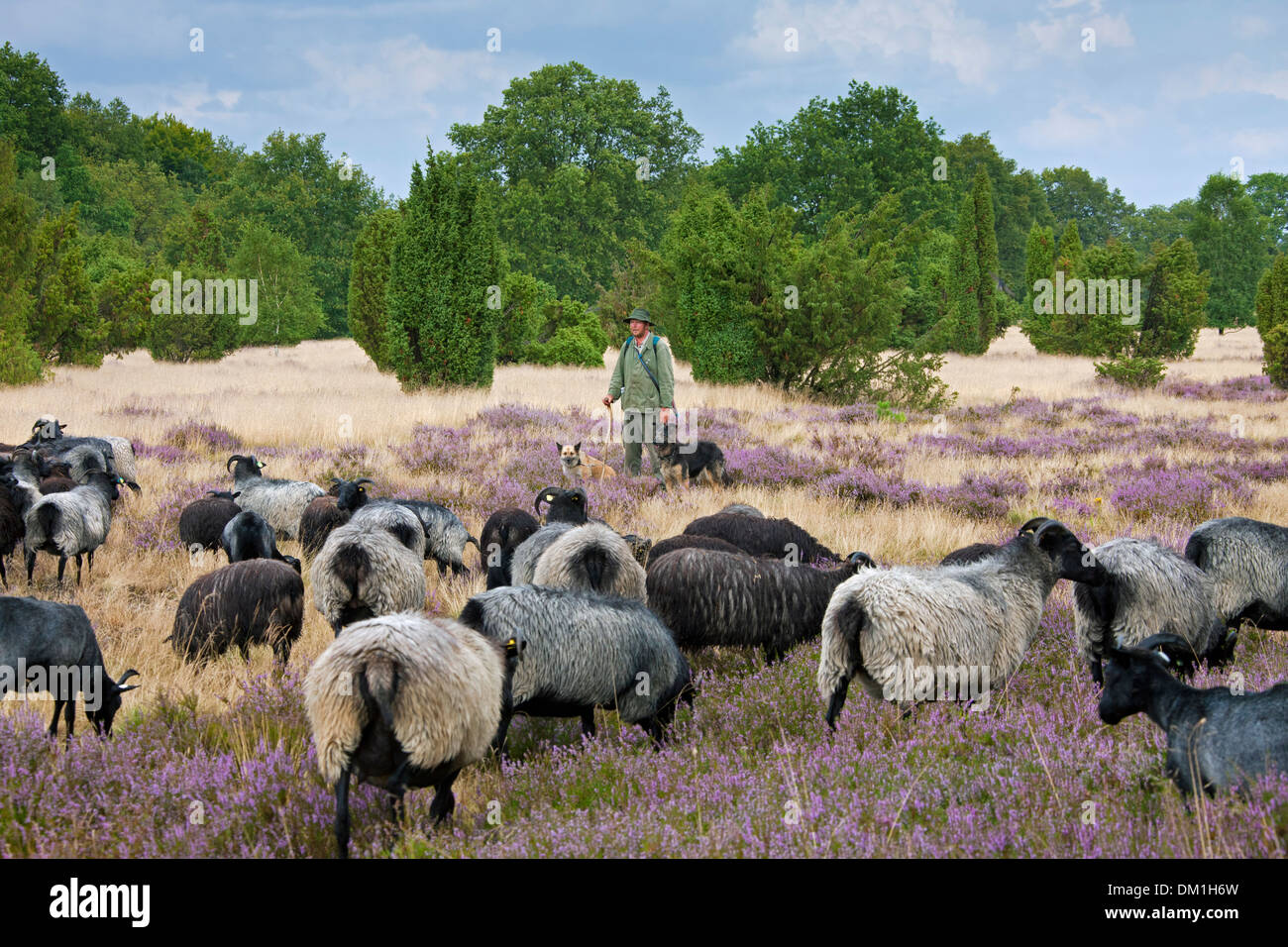 Pastor con perros de pastor pastoreando rebaños de ovejas, páramos Heidschnucke en Lüneburg Heath / Lunenburg brezales en verano, Alemania Foto de stock