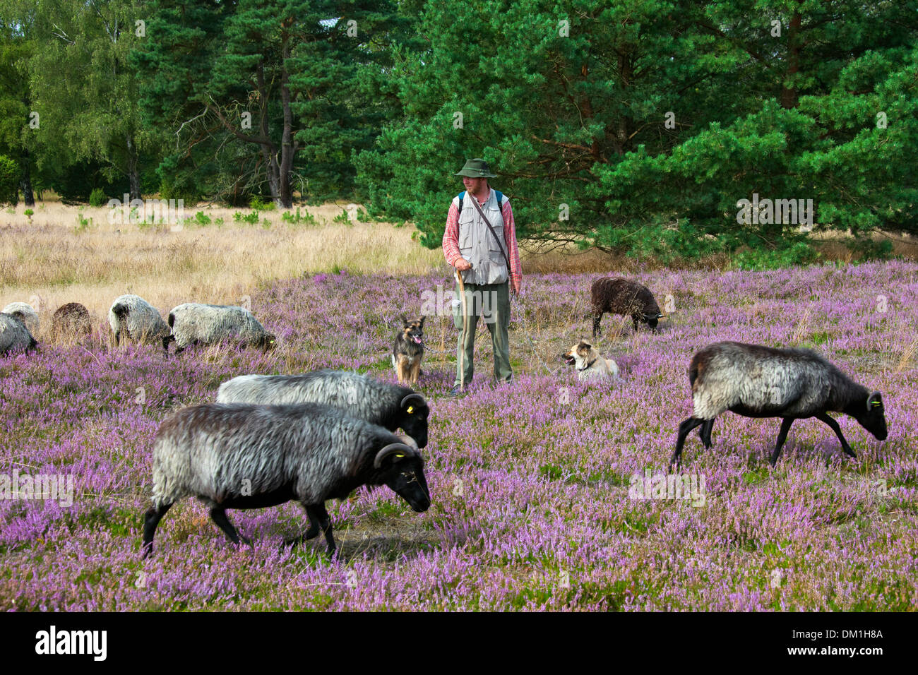 Pastor con perros de pastor pastoreando rebaños de ovejas, páramos Heidschnucke en Lüneburg Heath / Lunenburg brezales en verano, Alemania Foto de stock